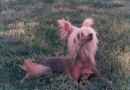 CH Gingery's Thunder Chinese Crested