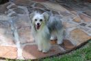 Rock On Sargent Pepper Chinese Crested