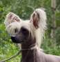 Zanevi's King for a Day Chinese Crested