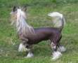 Plucky girl of the woods de Almamasan Chinese Crested