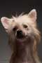 Croatian Beauty Champion  CC Top Exclusive Azalea Rose Chinese Crested