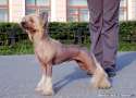 Irgen Gold Butterfly Chinese Crested