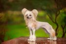 Touch Beauty Goddess Love Chinese Crested