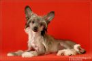 Apriori Vip Mercury With Angel Look Chinese Crested
