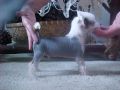 Moos Rojos Ziggy Chinese Crested