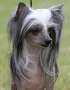 Yorkhouse Lil Dipper Firecrest Chinese Crested