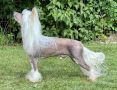 Speechless Spotlights On Me Chinese Crested