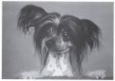 Sandcrest Blue Print Chinese Crested