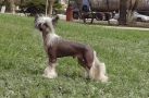 Angel O' Check Show Master. Chinese Crested