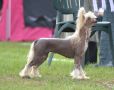 Sun-Hee's Temptation Chinese Crested