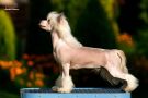 Sol'tanto Incredible Story Chinese Crested