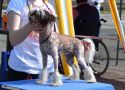 Bella Constanta Yankee Choice Chinese Crested