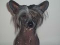NZ CH Franzell Butterfly Kiss'es Chinese Crested