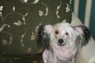 Bella Constanta Formula of Love Chinese Crested