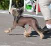 Lucky Line's Less Is More Chinese Crested