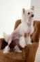 Anna Sky Kennel Torrid Macho Chinese Crested