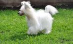 Fiery Fame Believe In Victory Chinese Crested