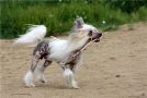 LoveMagic Good As Gold Chinese Crested