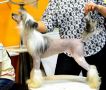Angel O'Check Ariadna ll Chinese Crested