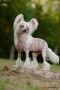 Krasotka Star It's My Love Chinese Crested