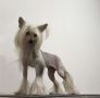 Rosasinensisof Snoopy Chinese Crested