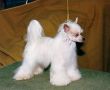 Gingery's Seawolf Of Oz Chinese Crested