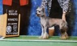 J-R'Sribbons And Rosetts Chinese Crested