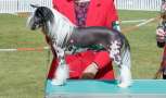 NZ  Ch Franzell All Eyez On Me Chinese Crested