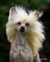 Blanch-O's Keeper Of the Stars Chinese Crested