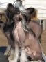 Olegro Katrin Don't Give Up Dream's Chinese Crested