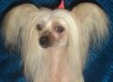 Omella Ontario Chinese Crested