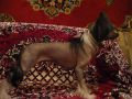K-oko-chanel Chinese Crested