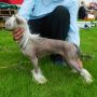 Suaisa Lady Antoinette Chinese Crested