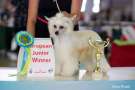 Belen Crystal Ice Chinese Crested
