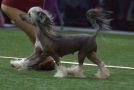 Suanho's Pennacook Chinese Crested