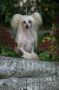 Crest-Vue's Natural Selection Chinese Crested