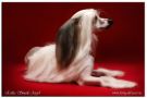 Esika Smaile Angel Chinese Crested