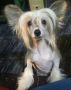 Juno Falazairroo Chinese Crested