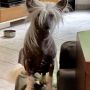 Nfertiti Little Champs Chinese Crested