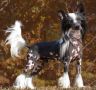 Belews Les Bons Temps Rouler AOM SOM Chinese Crested