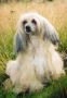 Tiny Diamonds Caf Au Lait Chinese Crested