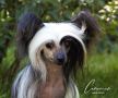 Engie Crestedgang Chinese Crested