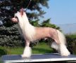 Azzaro Crystal Ice Chinese Crested