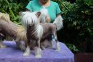 Compose Red Ivory FalaZairroo Chinese Crested