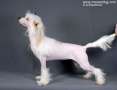 Angel Look Olive Chinese Crested