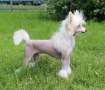 Famrus Presenting What Women Want Chinese Crested