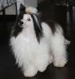 Zucci's little miss daydream Chinese Crested