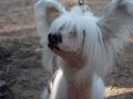 Polar Shane Its My Luck Chinese Crested