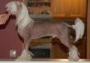 Rosengrdens Proud To Be A Pony Chinese Crested