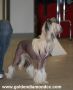 Legends Love The Paparazzi Chinese Crested